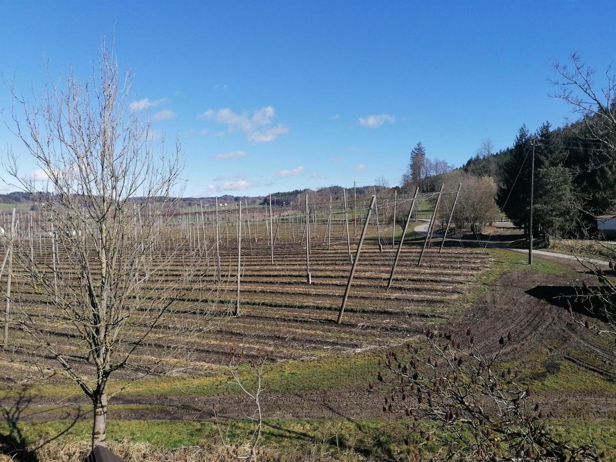 Ferienhof Hopfgaertle Mueller Bodnegg Esterno foto